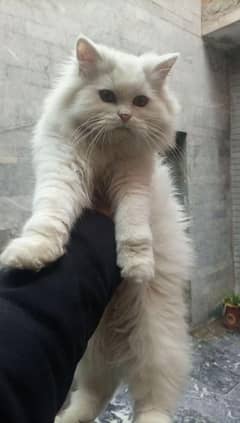 Persian cat male and female