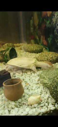 chinese white softshell turtle for sale