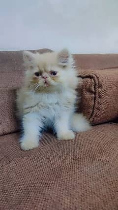 Persian peke male kitten
