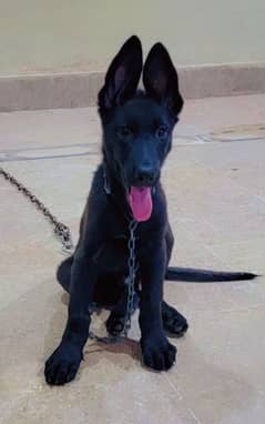 black german shepherd puppie