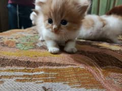 Persian baby kittens