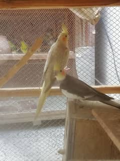 cockatiel breeder pair