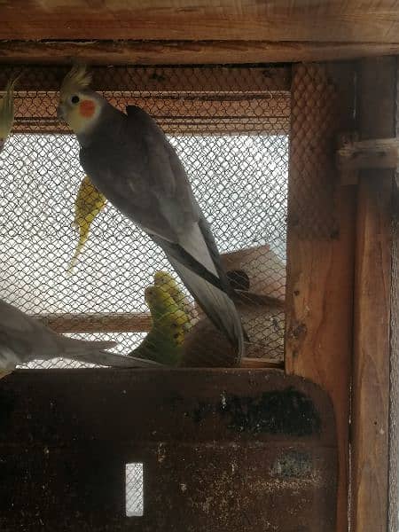 cockatiel male 2