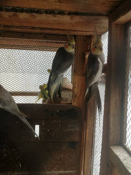 cockatiel male 3