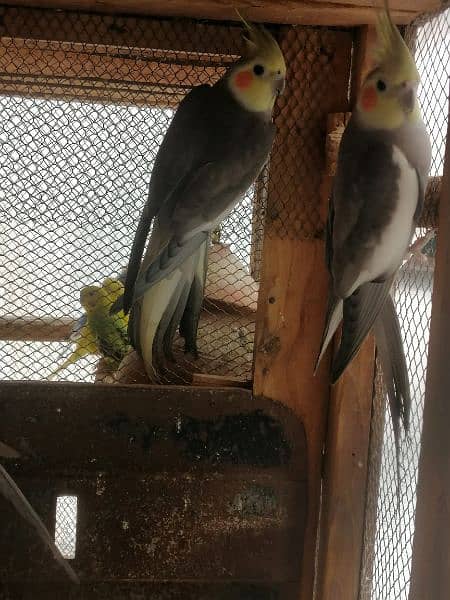 cockatiel male 4