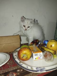 Persian kitten for sale Allah male