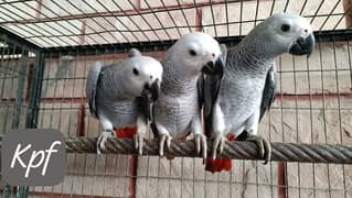 African Gray parrot