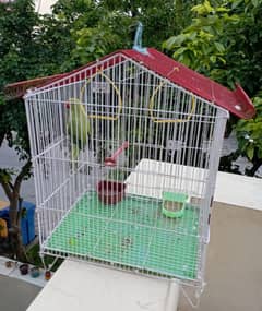 Male Desi Parrot with cage in Bahria Enclave