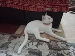 cat white Hira American for sale03006798911