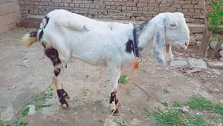 Barbary Goat with Male baby