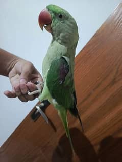 Raw parrot