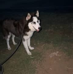 Siberian Husky female pedigree for۔sale 0309 8265689