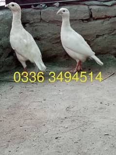 Milky white pair for sale with eggs