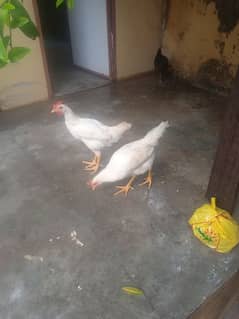 white Beautiful Hens