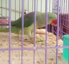 Parrot pahari