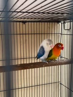 love birds parrot