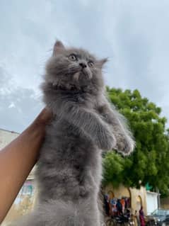 pure Persian kitten