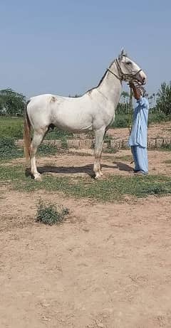 Male Horse Big Heighted 03021665379