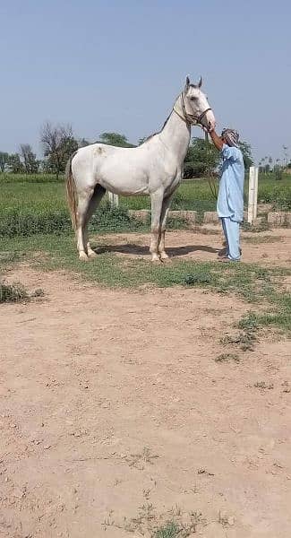 Male Horse Big Heighted 03021665379 1