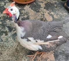 titri hens for sale