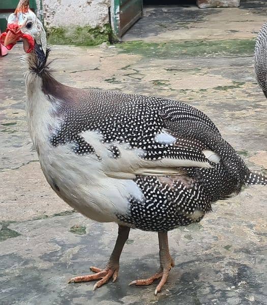 titri hens for sale 1