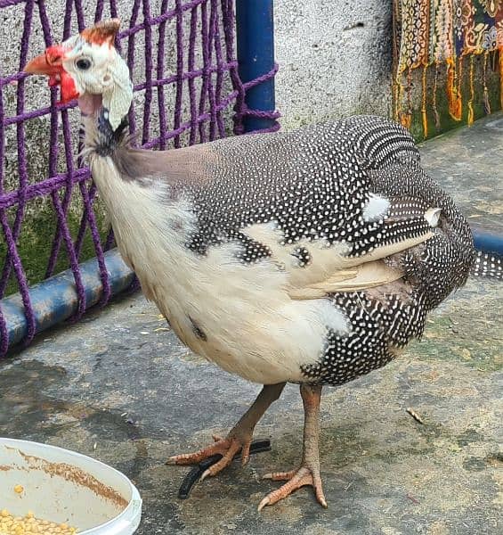 titri hens for sale 3