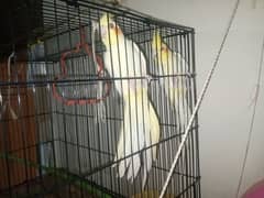 Cockatiel+Cage+Box