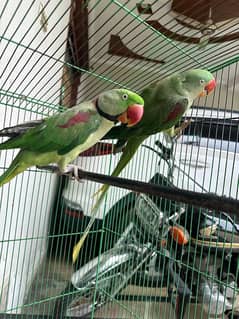 Raw parrots pair