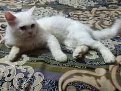 white persian cat with snow blue eyes