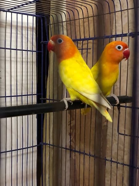 LOVE BIRD BREEDER PAIR !! 1