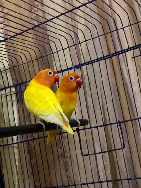 LOVE BIRD BREEDER PAIR !! 2