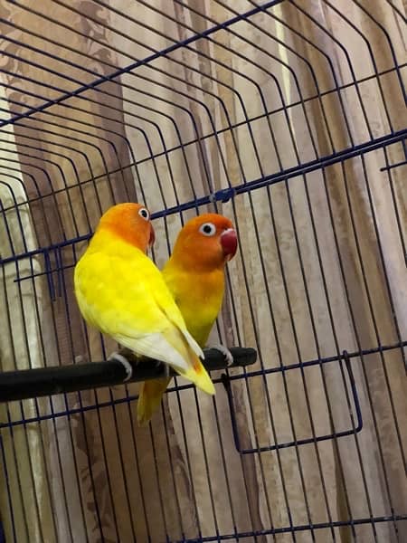 LOVE BIRD BREEDER PAIR !! 3