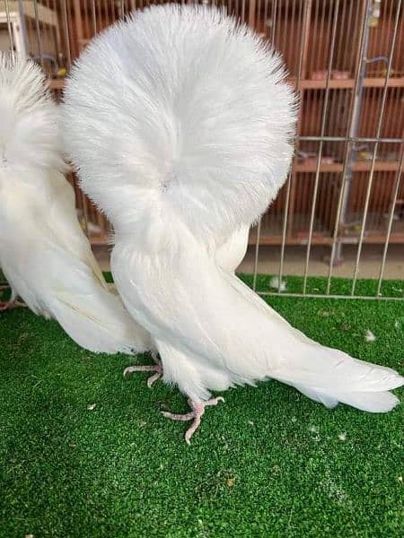 fancy pigeon#jacobine#breeder pair . avoid chska prty. 03055318227. 2