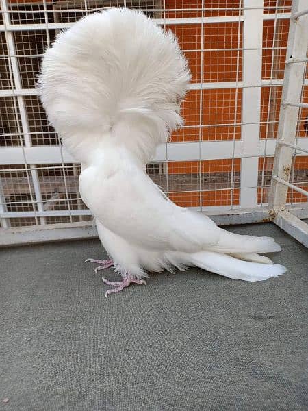 fancy pigeon#jacobine#breeder pair . avoid chska prty. 03055318227. 3