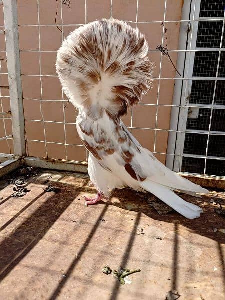 fancy pigeon#jacobine#breeder pair . avoid chska prty. 03055318227. 4