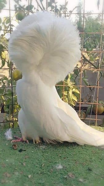 fancy pigeon#jacobine#breeder pair . avoid chska prty. 03055318227. 5