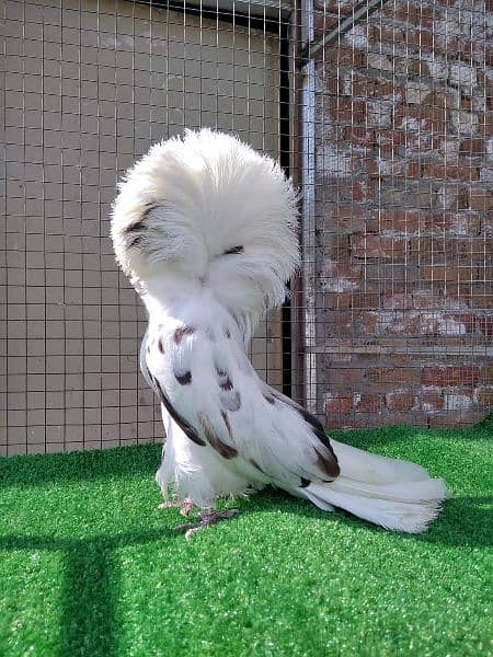 fancy pigeon#jacobine#breeder pair . avoid chska prty. 03055318227. 8