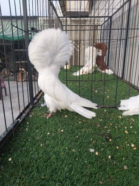 fancy pigeon#jacobine#breeder pair . avoid chska prty. 03055318227. 9