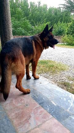 German shepherd