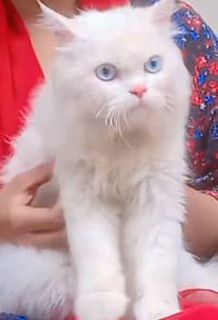 Persian cat for sale