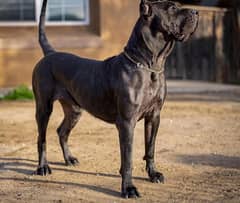 Young Presa Canario Male 2 years imported big then alabai n cane corso