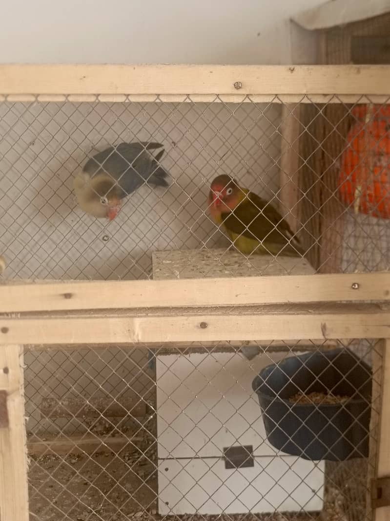 Lovebirds and budgies 3