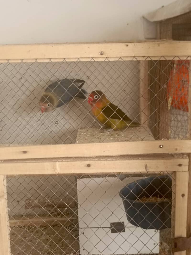 Lovebirds and budgies 5