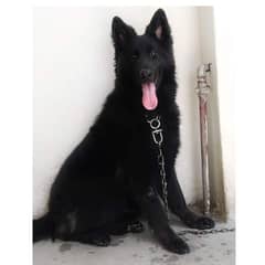 Black Female German shepherd pedigree velintino blood line