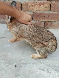 flamish rabbit pair 2 female 1 male bread 5 kg
