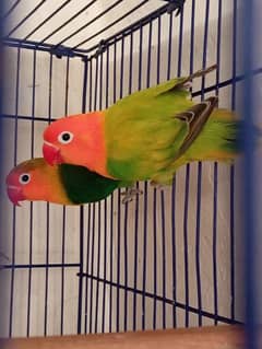 love birds opline breeder