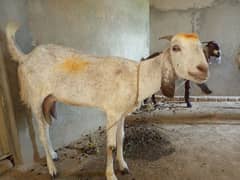 Goat | Breader | Desi bakri for sale