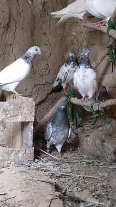 12 Pigeons 7 MALE AND 5 FEMALE. FEROZPURI,TEDY, WHITE WEHSHI