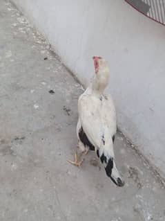 Aseel hen for sell Andy dy Rai Hy Rs 2500