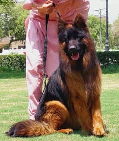 German shephard long coat male for sale 10 month